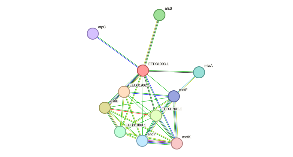STRING protein interaction network