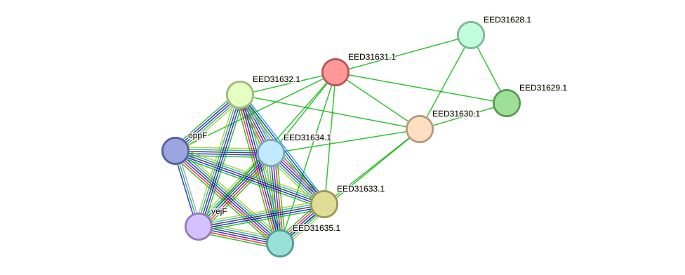 STRING protein interaction network
