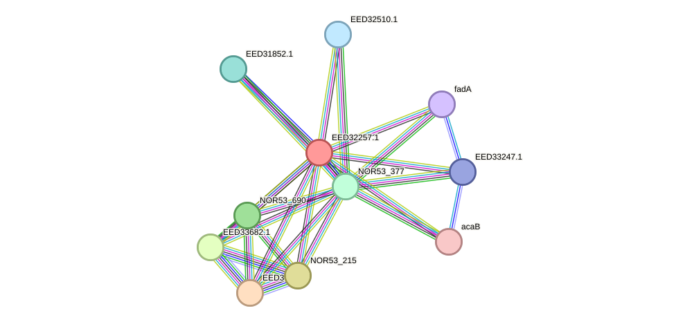 STRING protein interaction network