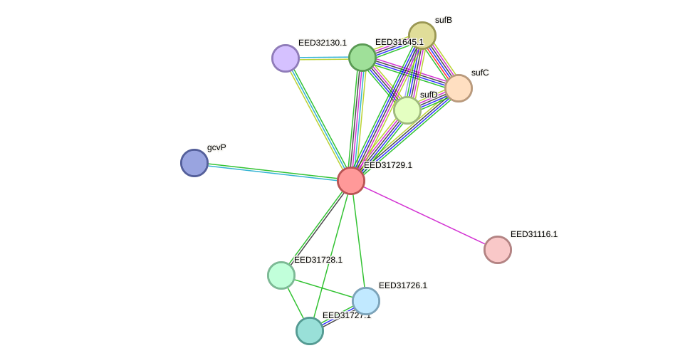 STRING protein interaction network