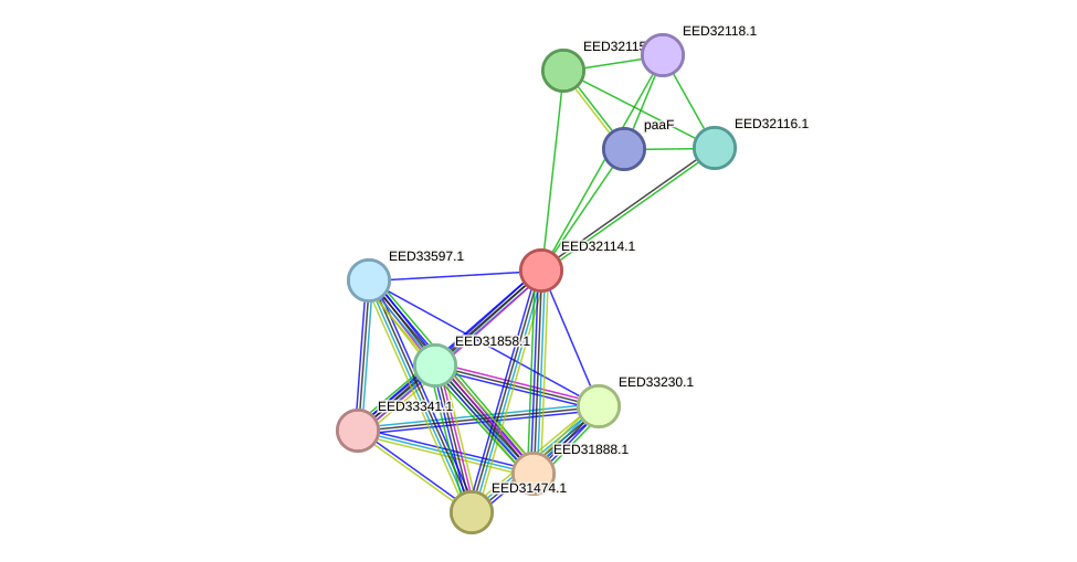 STRING protein interaction network