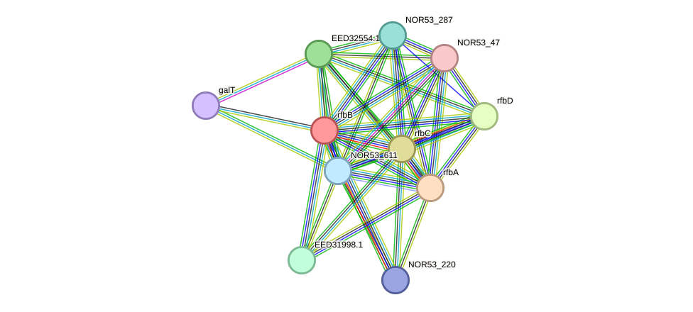 STRING protein interaction network