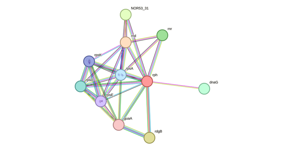 STRING protein interaction network