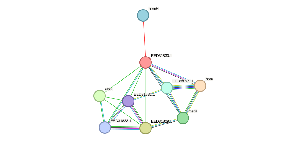 STRING protein interaction network