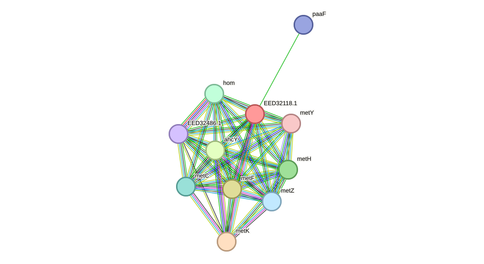 STRING protein interaction network