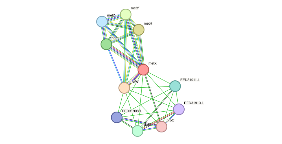 STRING protein interaction network