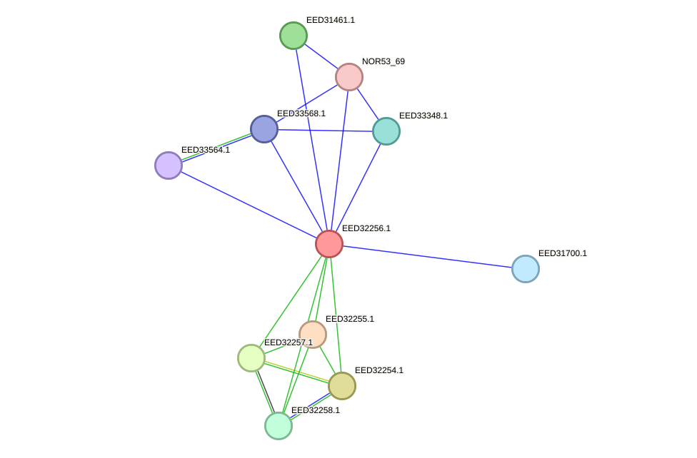 STRING protein interaction network