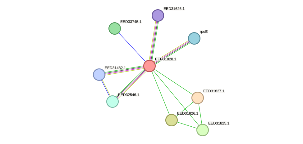 STRING protein interaction network