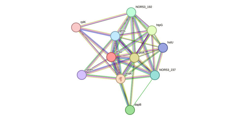 STRING protein interaction network
