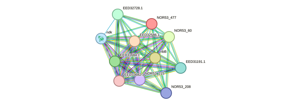 STRING protein interaction network