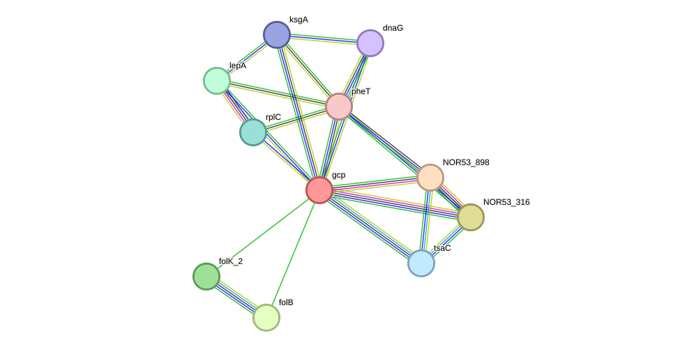 STRING protein interaction network
