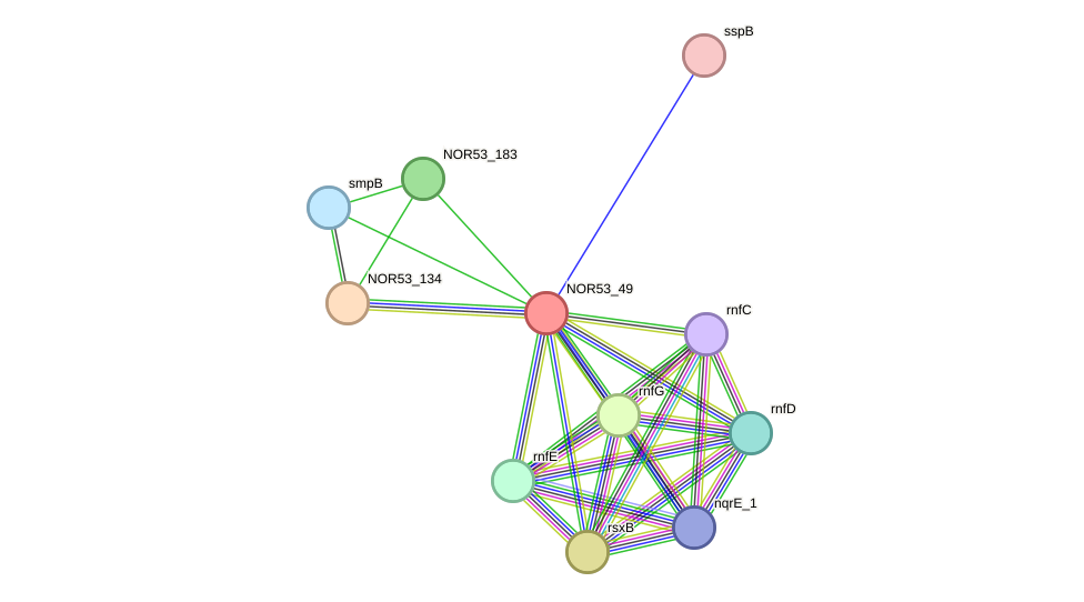 STRING protein interaction network