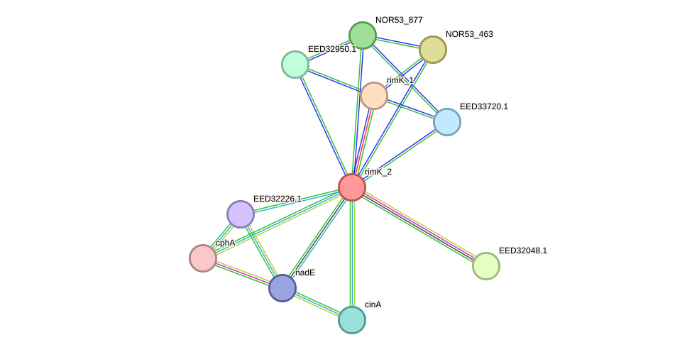 STRING protein interaction network
