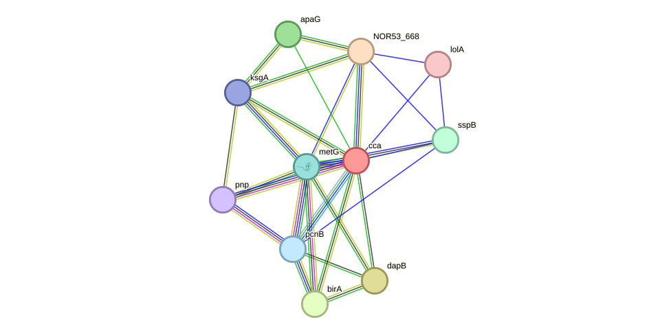 STRING protein interaction network