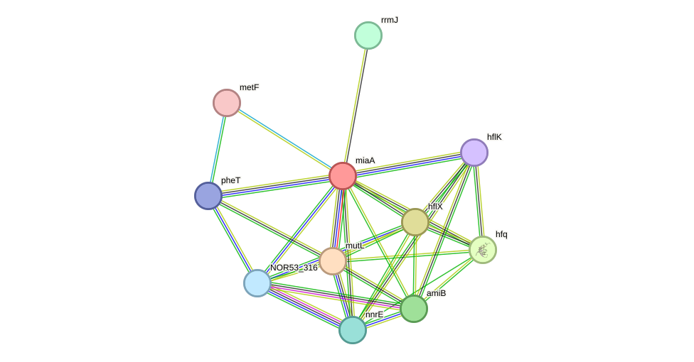 STRING protein interaction network