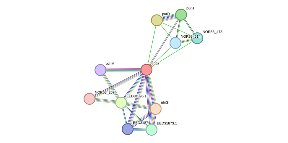 STRING protein interaction network