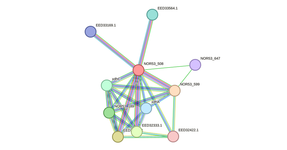 STRING protein interaction network