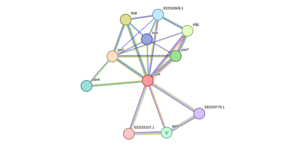STRING protein interaction network