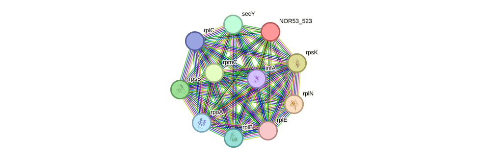 STRING protein interaction network
