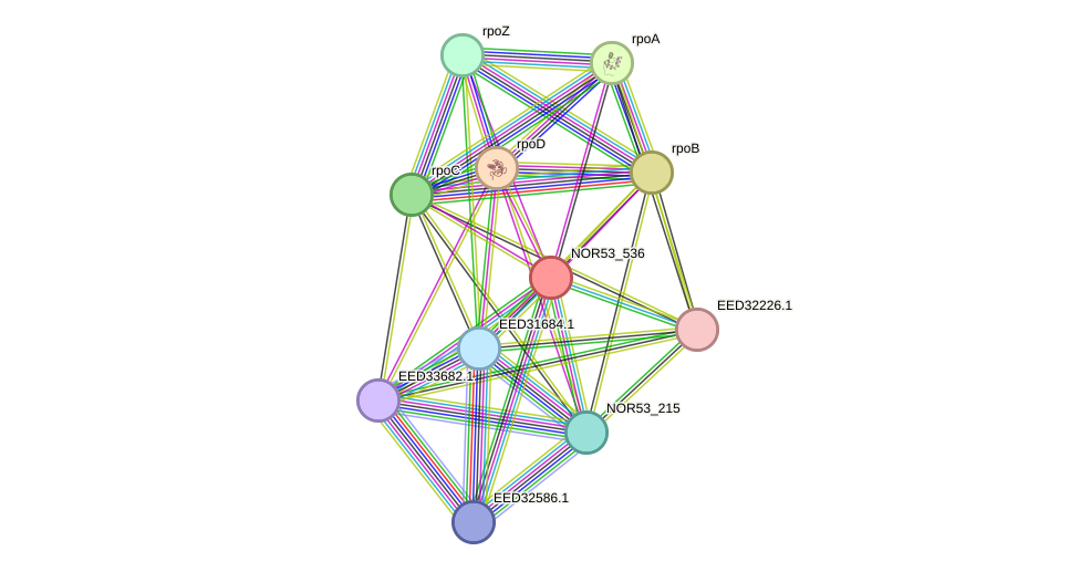STRING protein interaction network