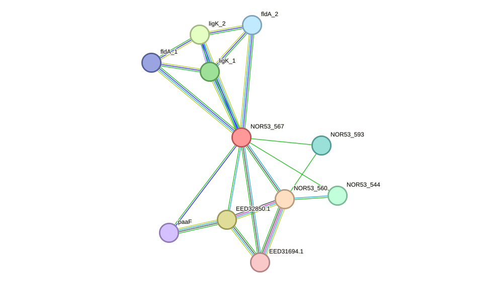 STRING protein interaction network
