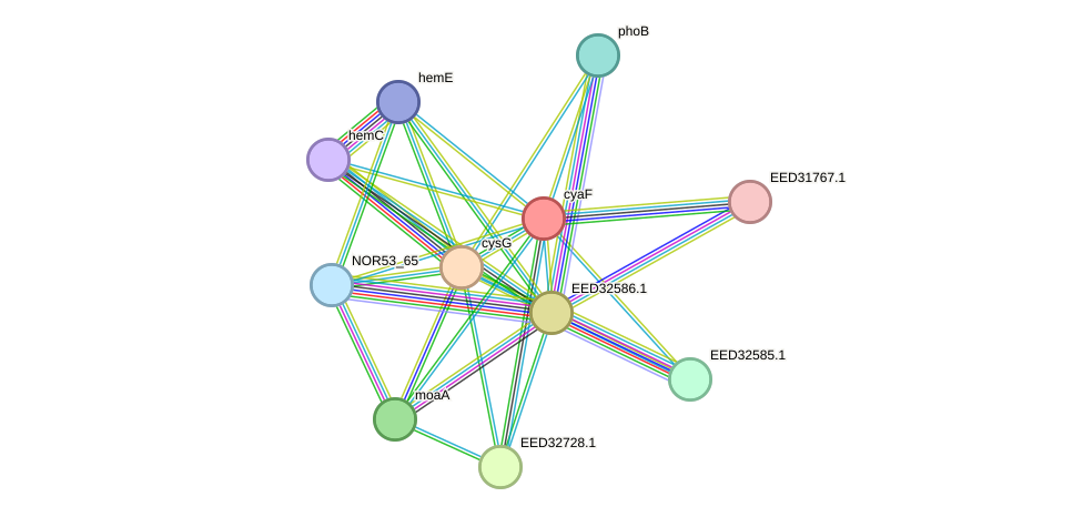 STRING protein interaction network