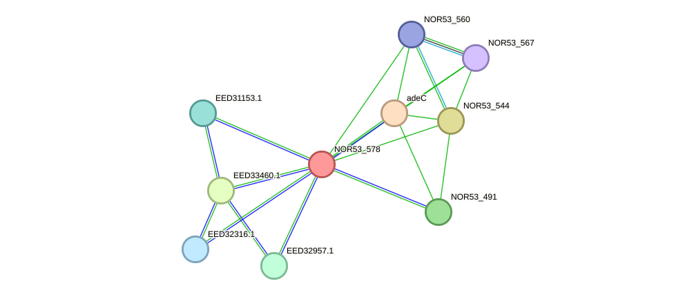 STRING protein interaction network