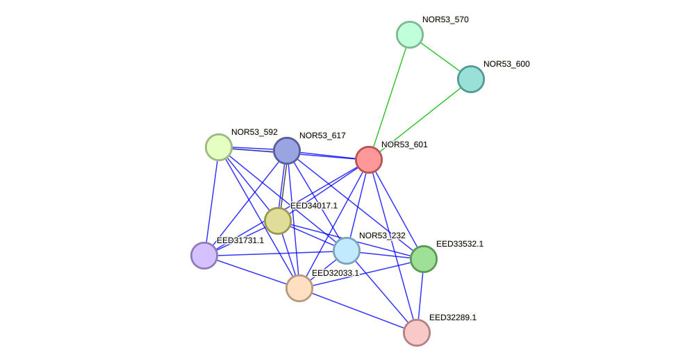 STRING protein interaction network