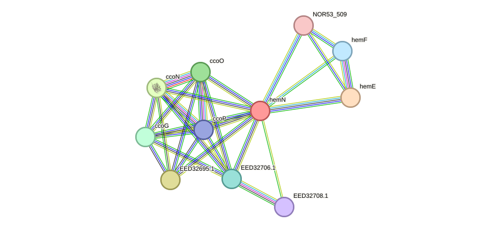 STRING protein interaction network