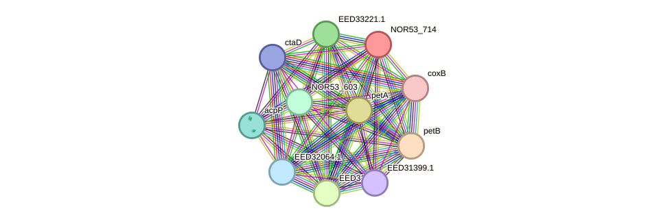 STRING protein interaction network