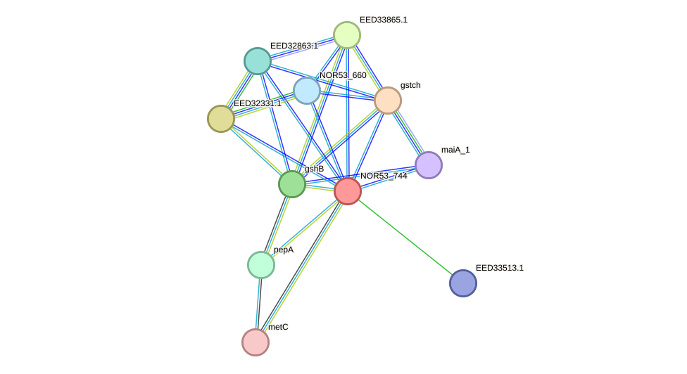 STRING protein interaction network