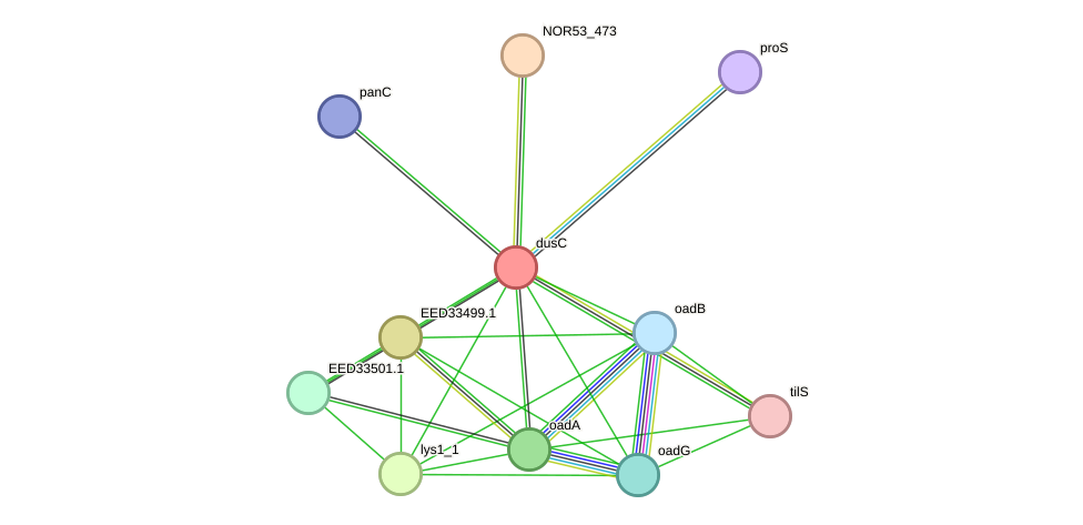 STRING protein interaction network