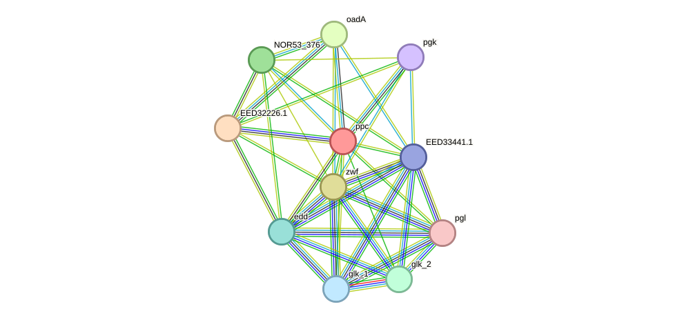 STRING protein interaction network