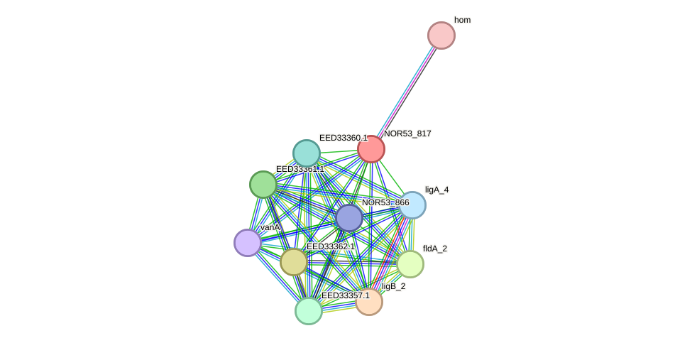 STRING protein interaction network