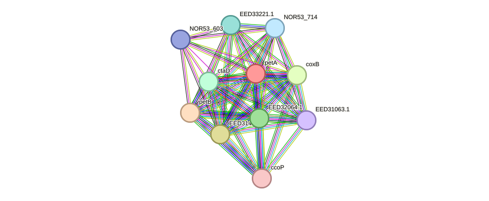 STRING protein interaction network