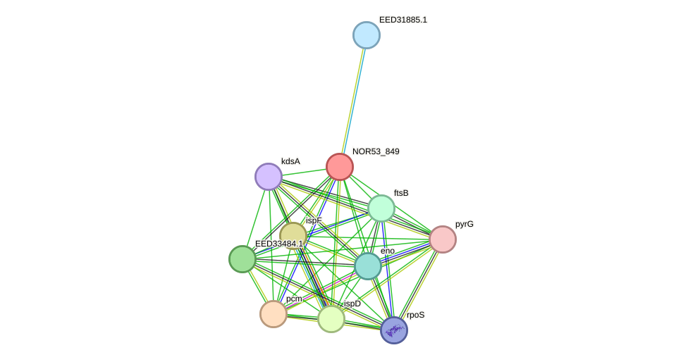 STRING protein interaction network