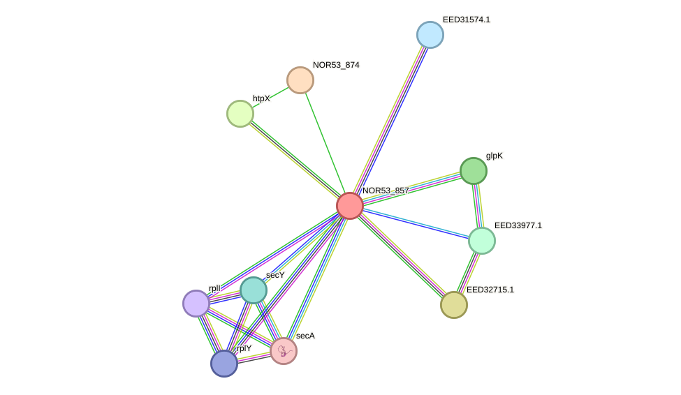 STRING protein interaction network