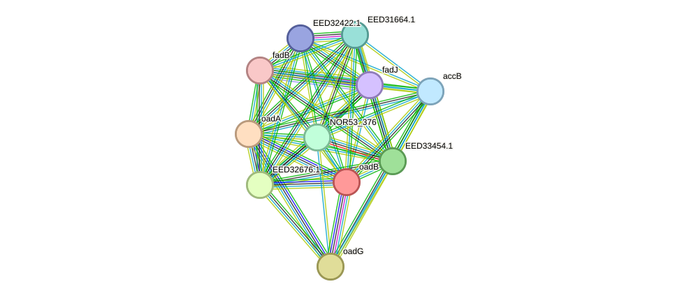 STRING protein interaction network
