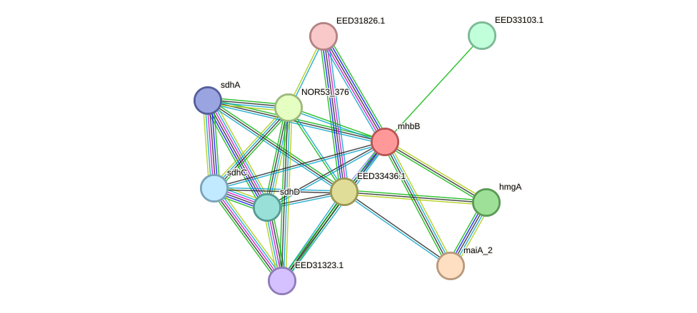 STRING protein interaction network
