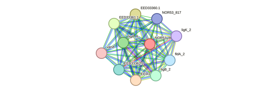 STRING protein interaction network