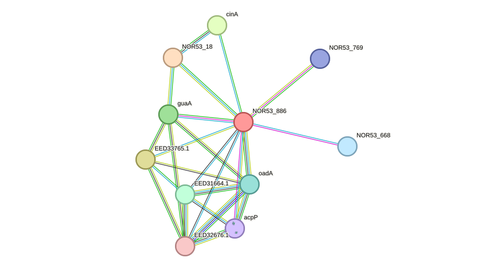 STRING protein interaction network