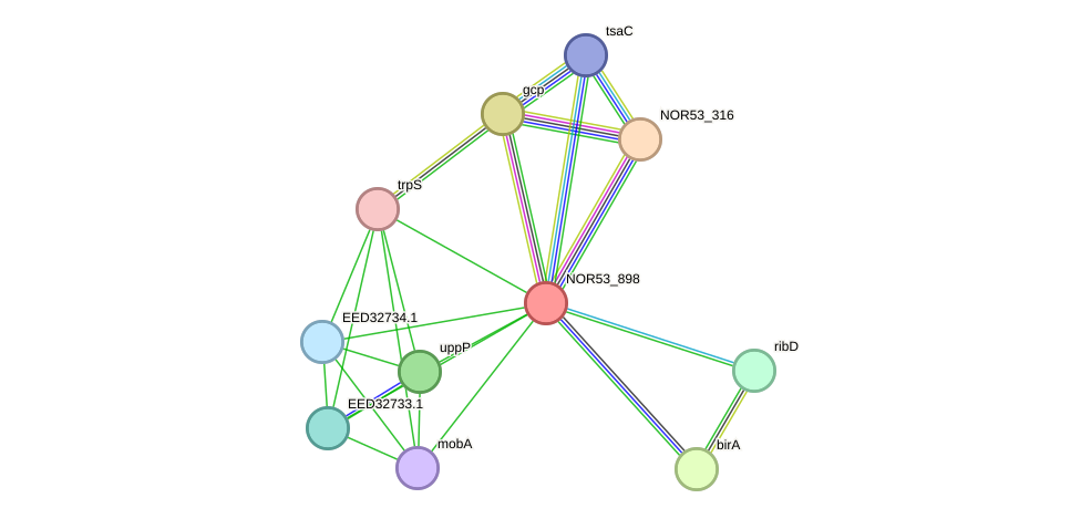 STRING protein interaction network