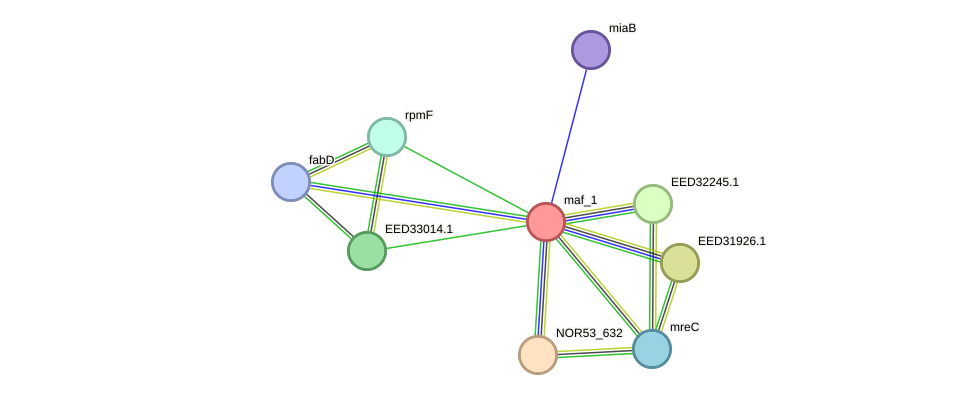 STRING protein interaction network