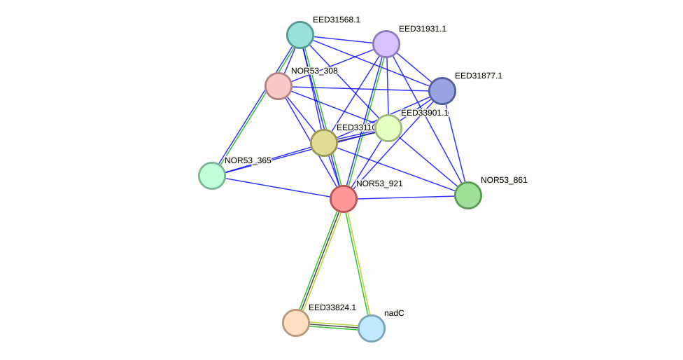 STRING protein interaction network