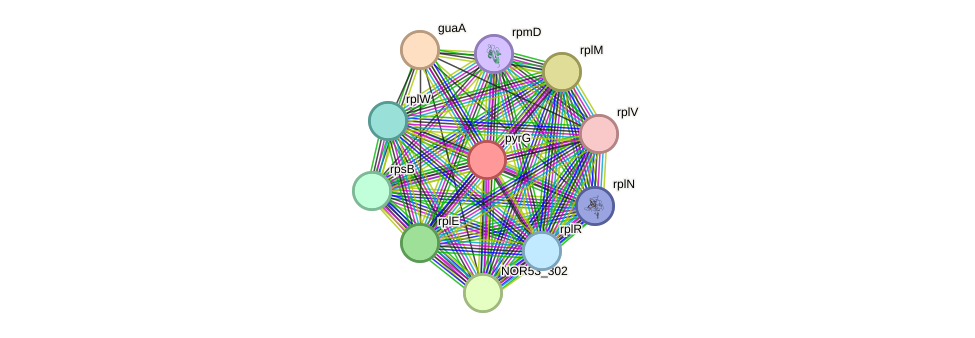 STRING protein interaction network