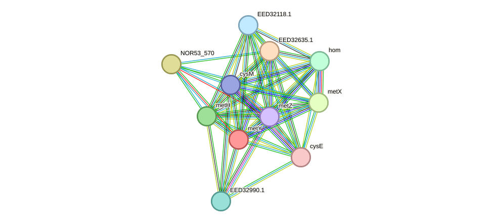 STRING protein interaction network