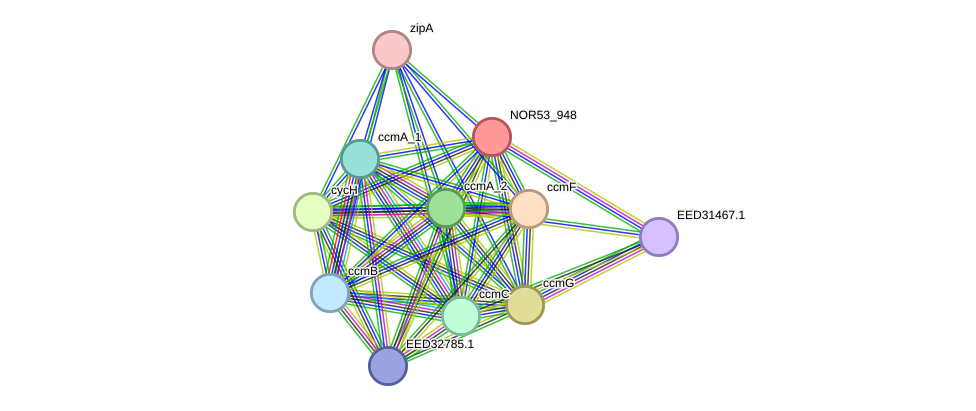 STRING protein interaction network