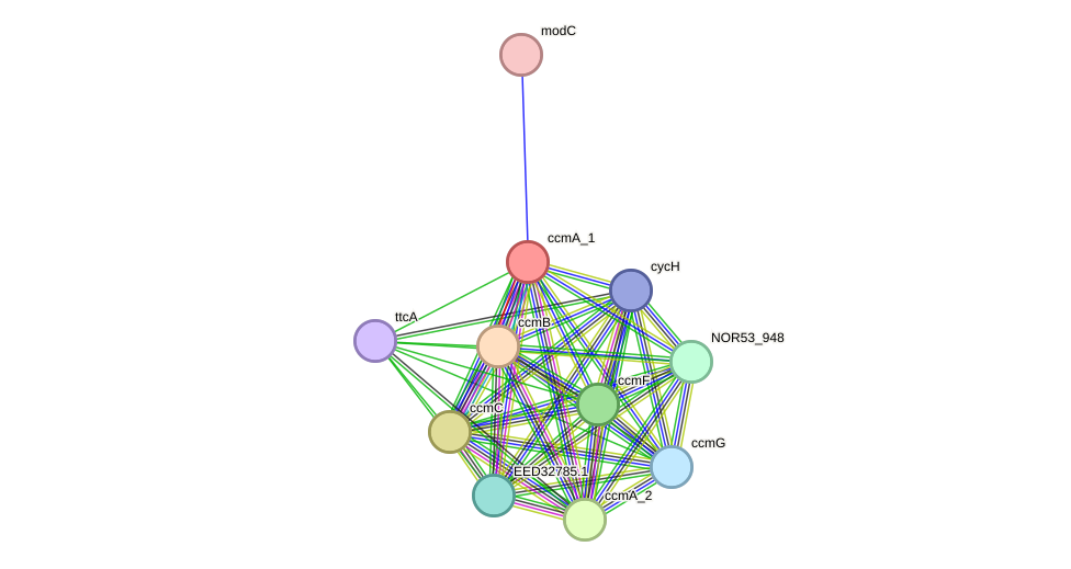 STRING protein interaction network