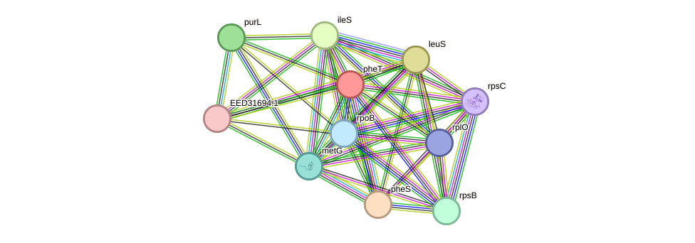 STRING protein interaction network