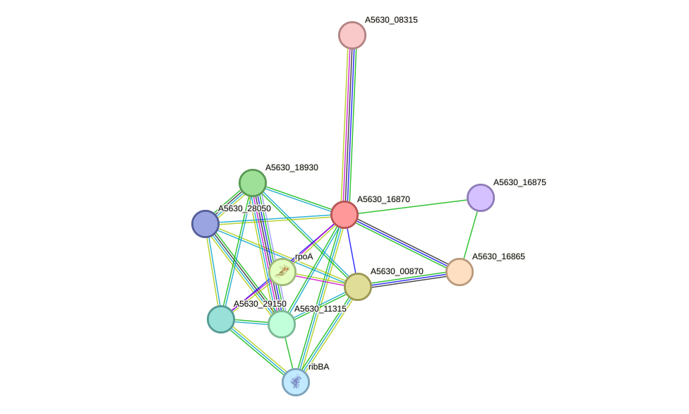 STRING protein interaction network